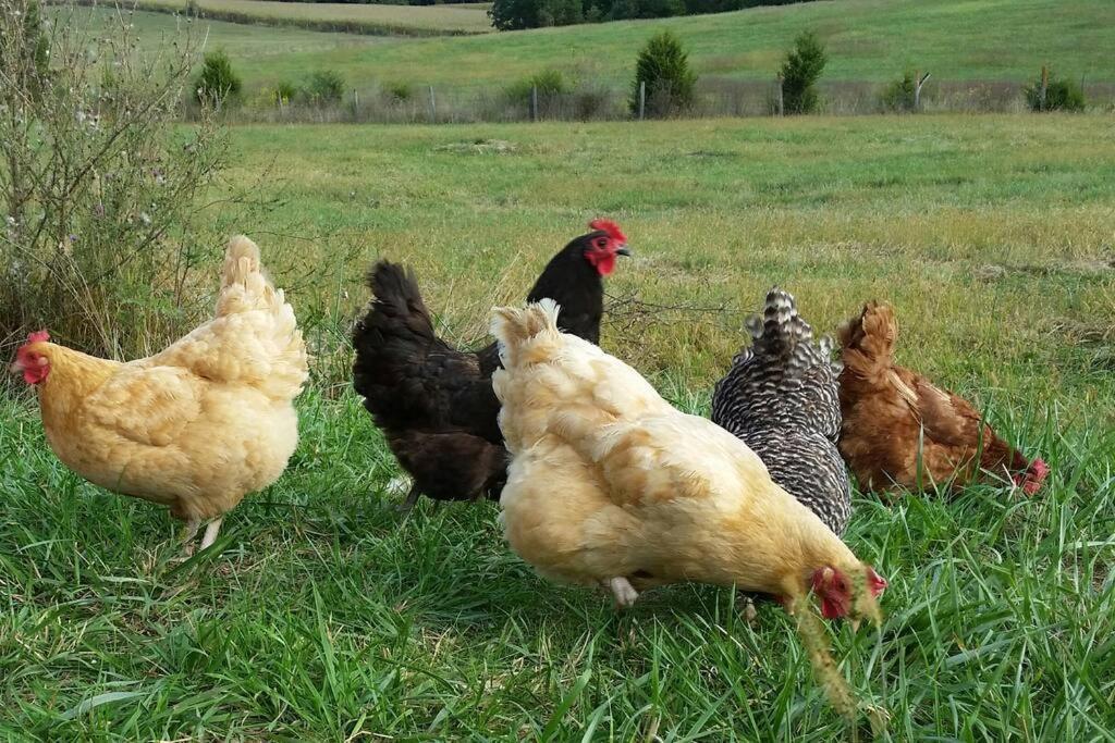 Madeline Farms Villa Luray Bagian luar foto