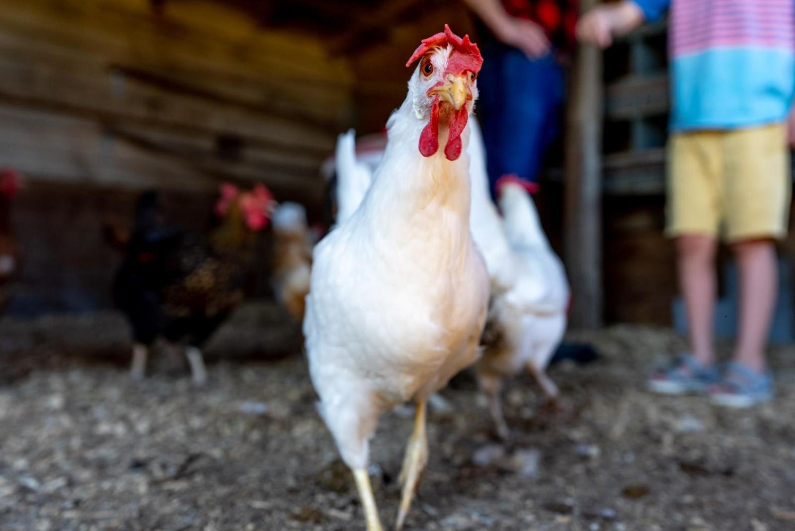 Madeline Farms Villa Luray Bagian luar foto