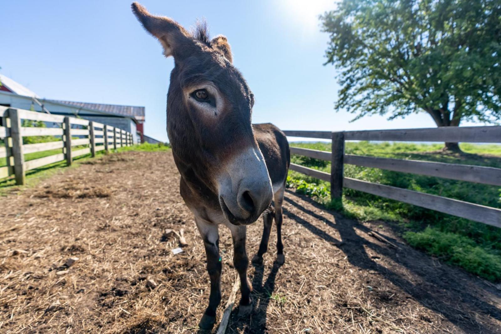 Madeline Farms Villa Luray Bagian luar foto